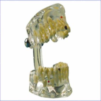 Hager Study Model - Transparent Child